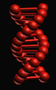 dna.gif - 179138 Bytes